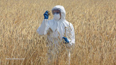 Agricultural-Engineer-On-Field-Examining-Ripe-Ears-Of-Grain-GMO-Test-Crop-400x225